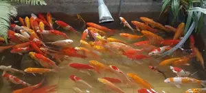 Koi Fish