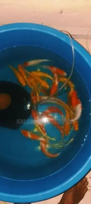 Koi Fish