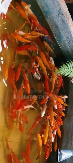 Koi Fish