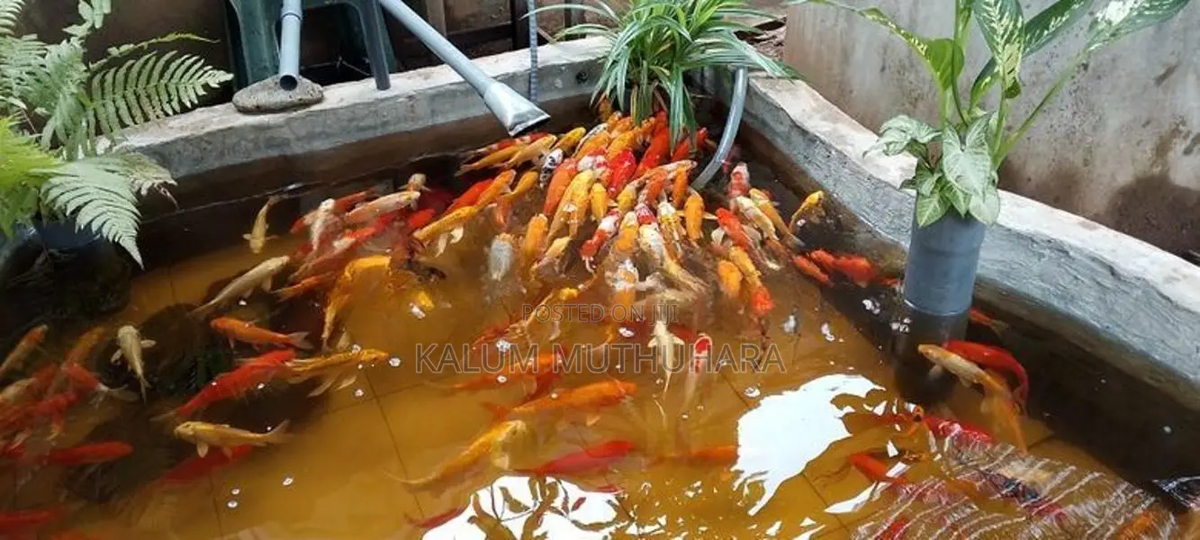 Koi Fish