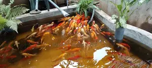Koi Fish