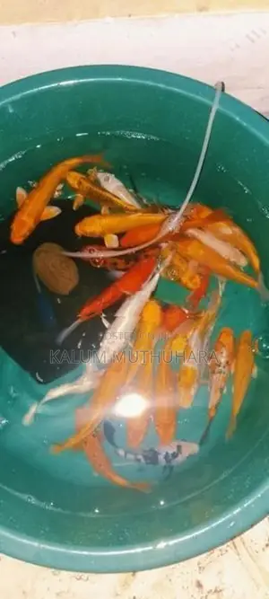 Koi Fish