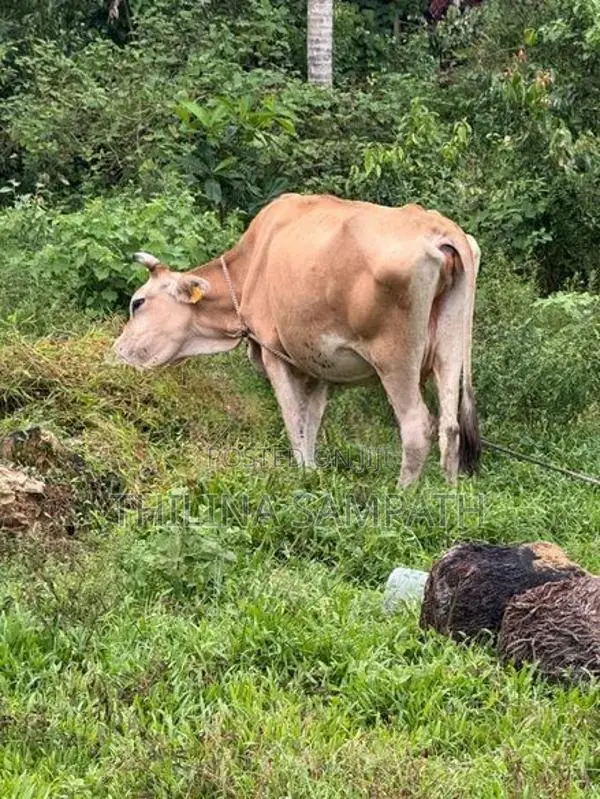 Farm Cow