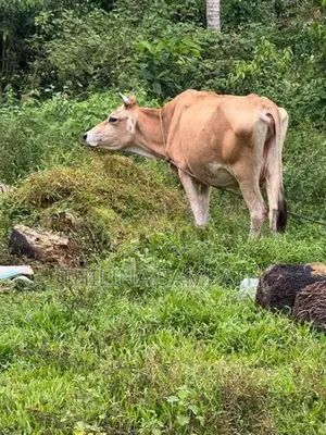 Farm Cow
