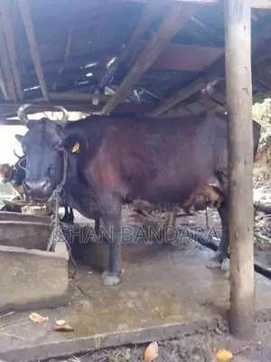 Kirigawyek Vikinimata Atha