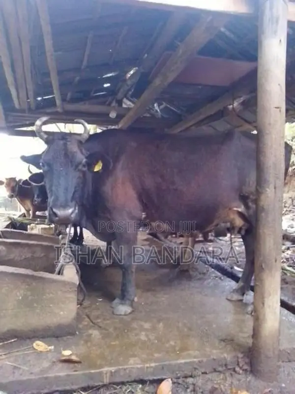 Kirigawyek Vikinimata Atha