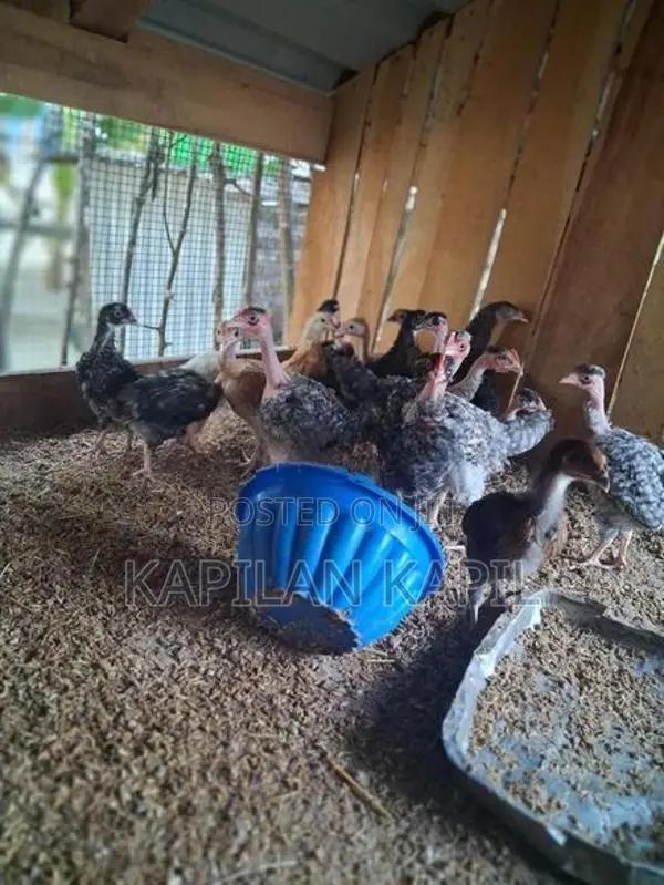 Country Chickens
