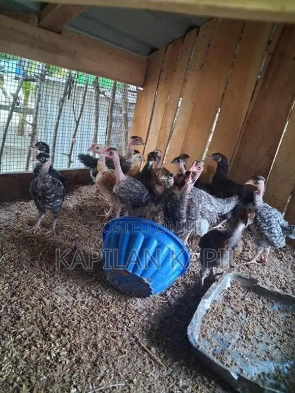 Country Chickens