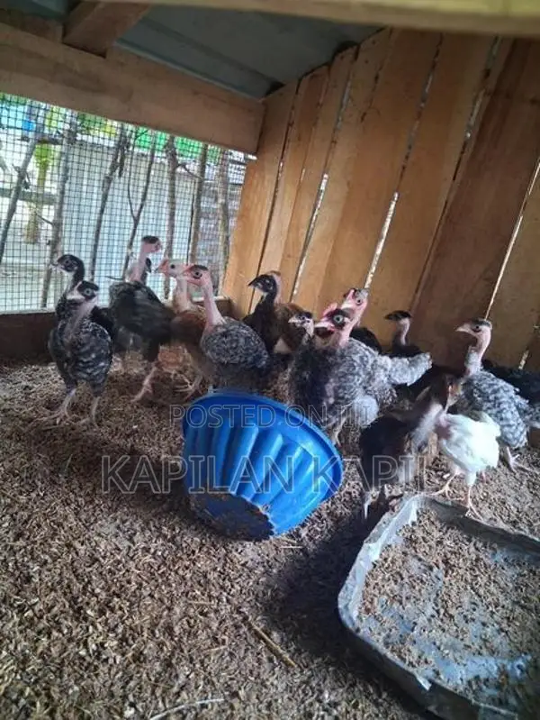 Country Chickens