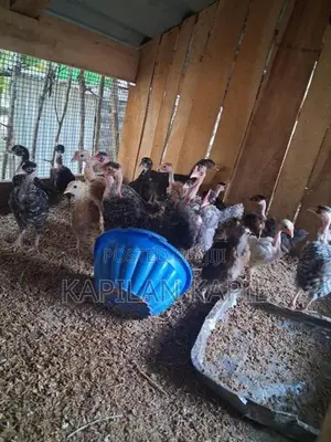 Country Chickens