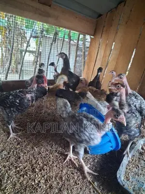 Country Chickens