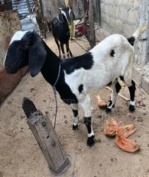 பொட்டை ஆடு