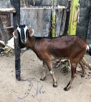 பொட்டை ஆடு