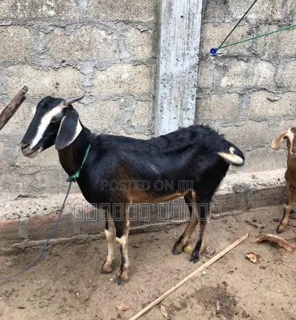 பொட்டை ஆடு