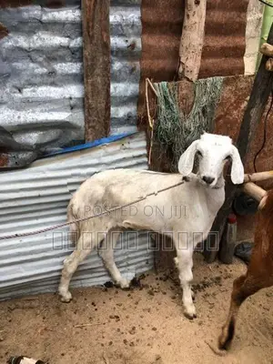 பொட்டை ஆடு