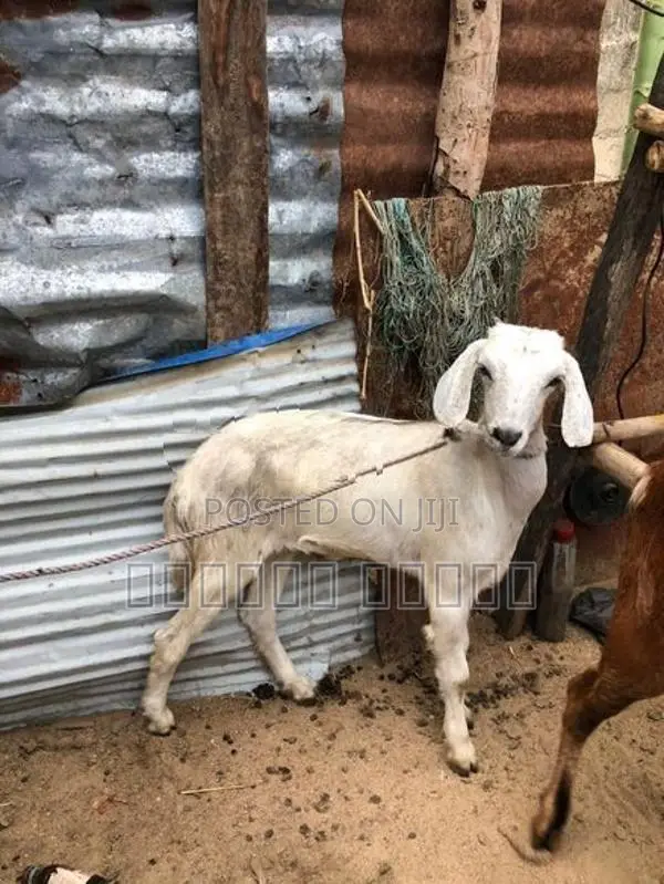 பொட்டை ஆடு