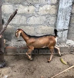 பொட்டை ஆடு