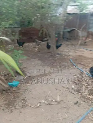 நாட்டுக்கோழி, சேவல்,கருங்கோழி