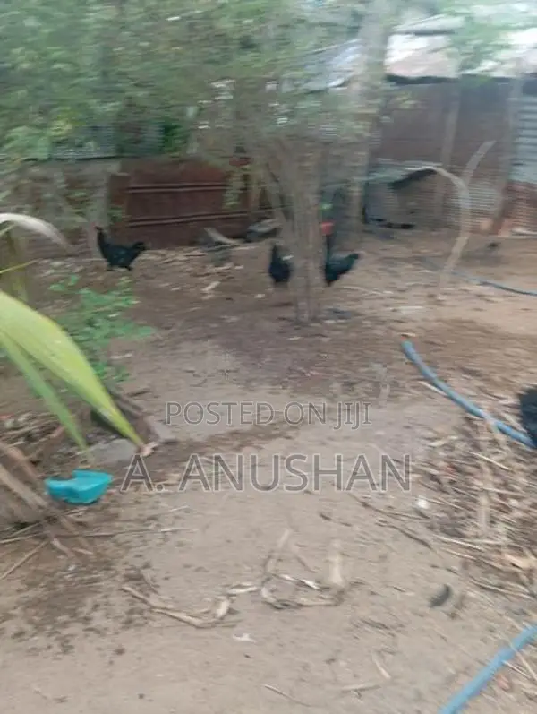 நாட்டுக்கோழி, சேவல்,கருங்கோழி