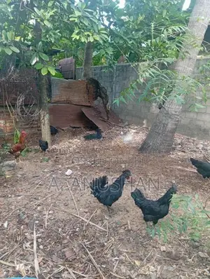 நாட்டுக்கோழி, சேவல்,கருங்கோழி