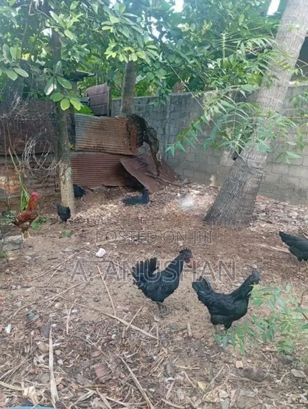 நாட்டுக்கோழி, சேவல்,கருங்கோழி