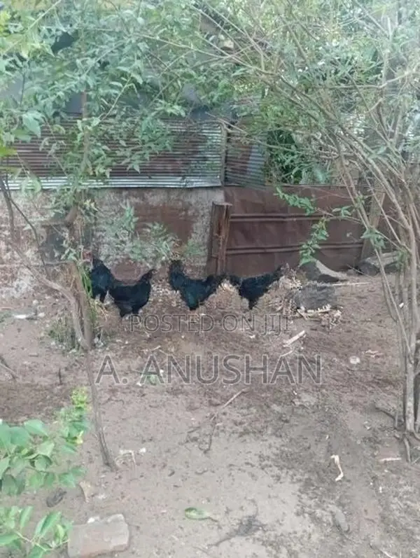 நாட்டுக்கோழி, சேவல்,கருங்கோழி