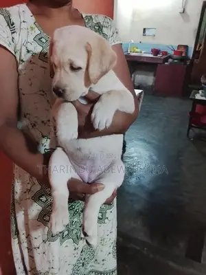 ලැබ්‍ර්ඩො පැටවුන්