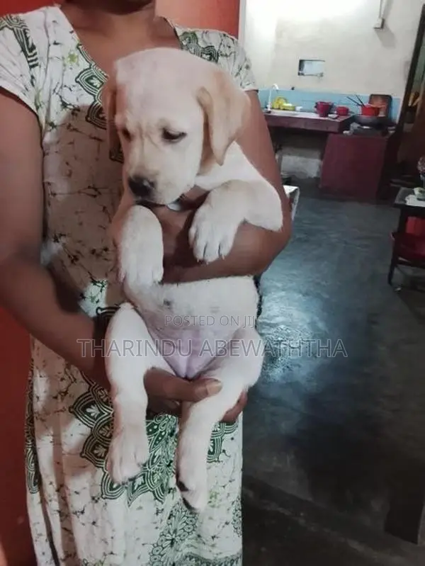 ලැබ්‍ර්ඩො පැටවුන්