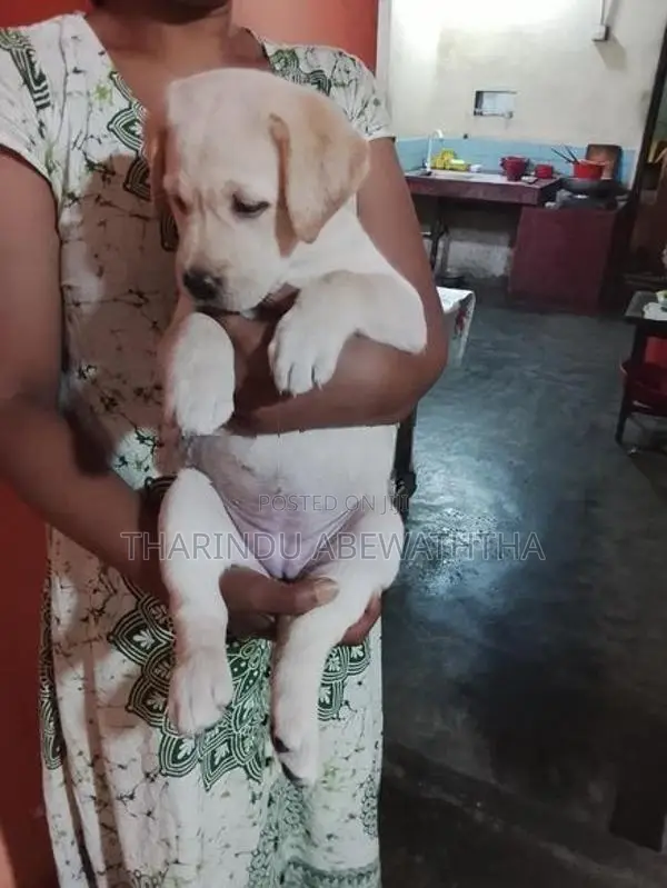 ලැබ්‍ර්ඩො පැටවුන්