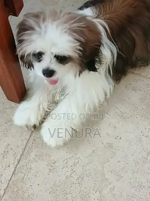 Purebred Shih Tzu Puppies
