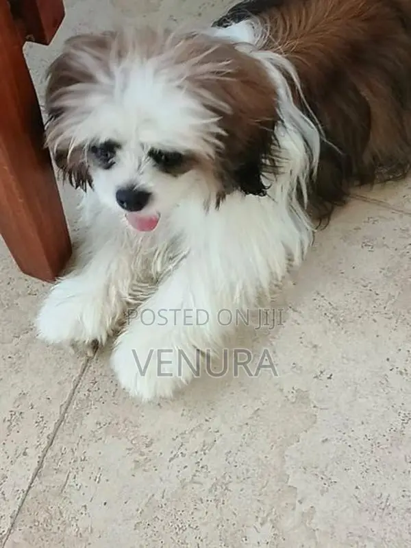 Purebred Shih Tzu Puppies