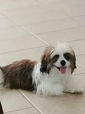 Purebred Shih Tzu Puppies