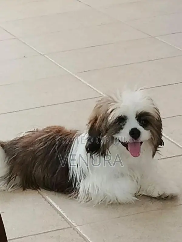 Purebred Shih Tzu Puppies