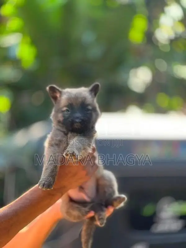 Shepherd Puppies.