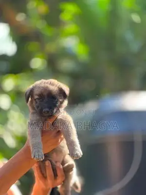 Shepherd Puppies.