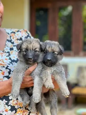 Shepherd Puppies.