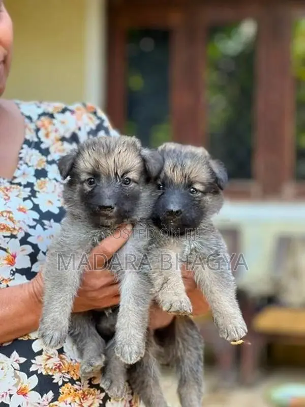 Shepherd Puppies.