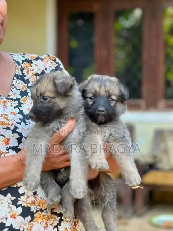 Shepherd Puppies.