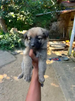 Shepherd Puppies.