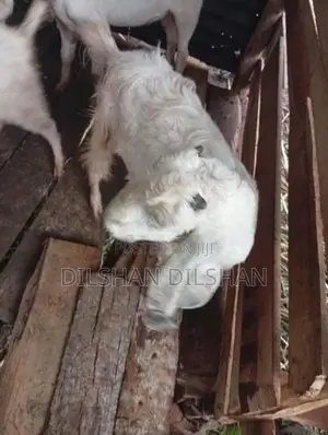 Farm Goat
