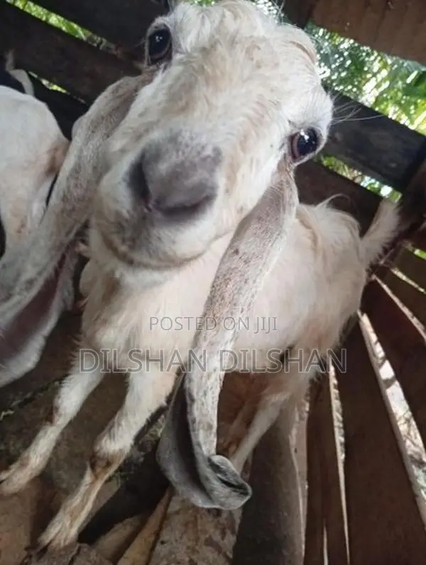 Farm Goat