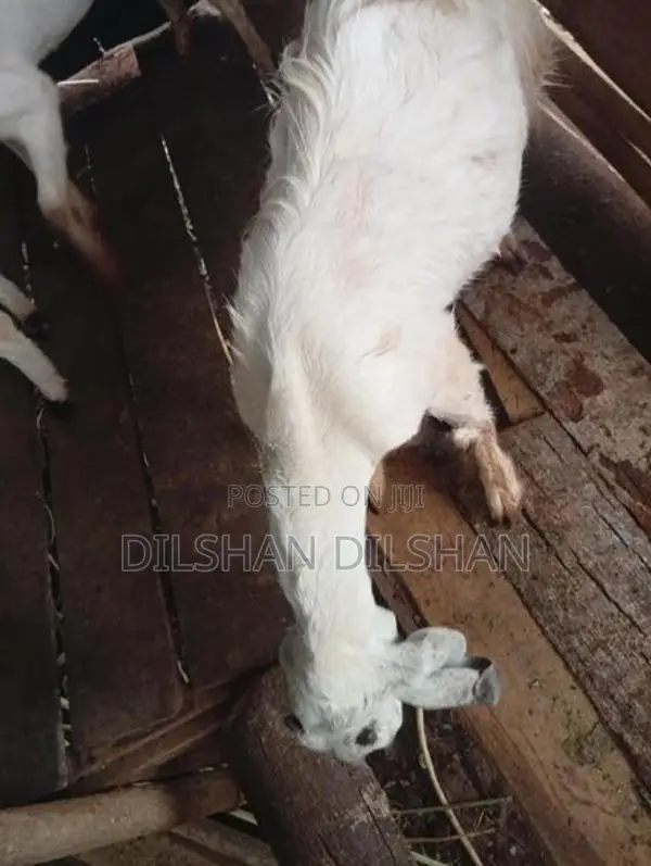 Farm Goat