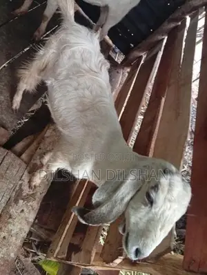 Farm Goat