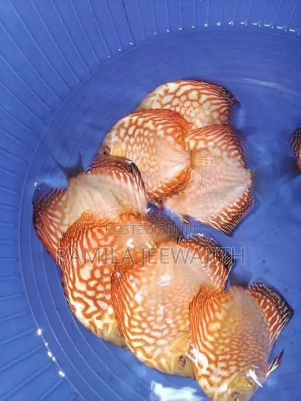 Discuss FIsh 6/7cm