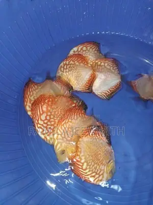 Discuss FIsh 6/7cm