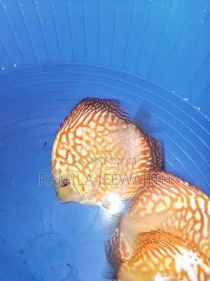 Discuss FIsh 6/7cm