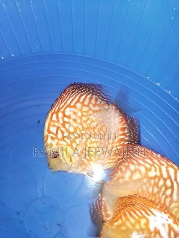 Discuss FIsh 6/7cm
