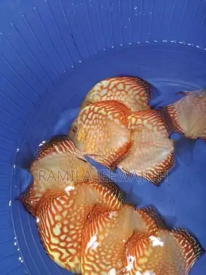 Discuss FIsh 6/7cm