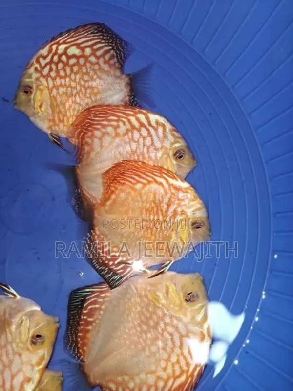 Discuss FIsh 6/7cm
