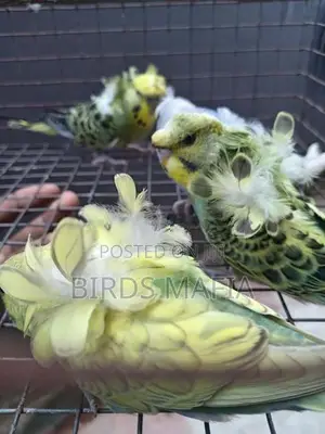 Helicopter Budgies